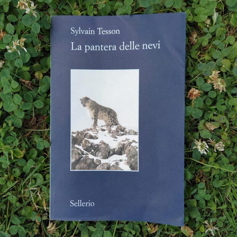 La pantera delle nevi