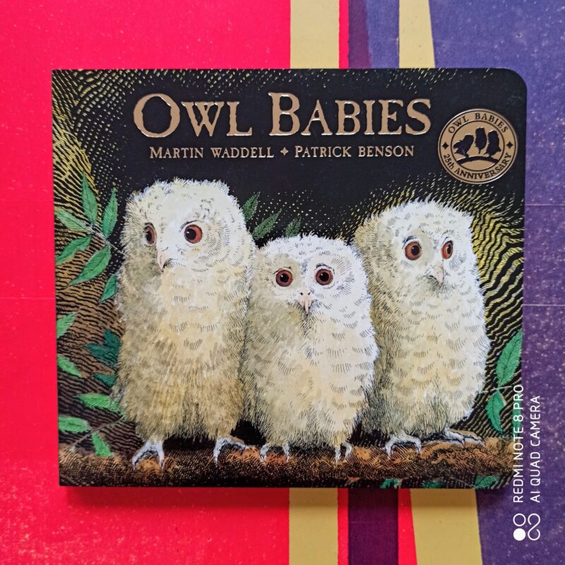 Owl babies