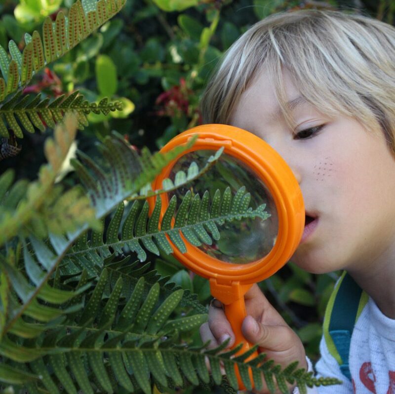 Il ciclo vitale della natura