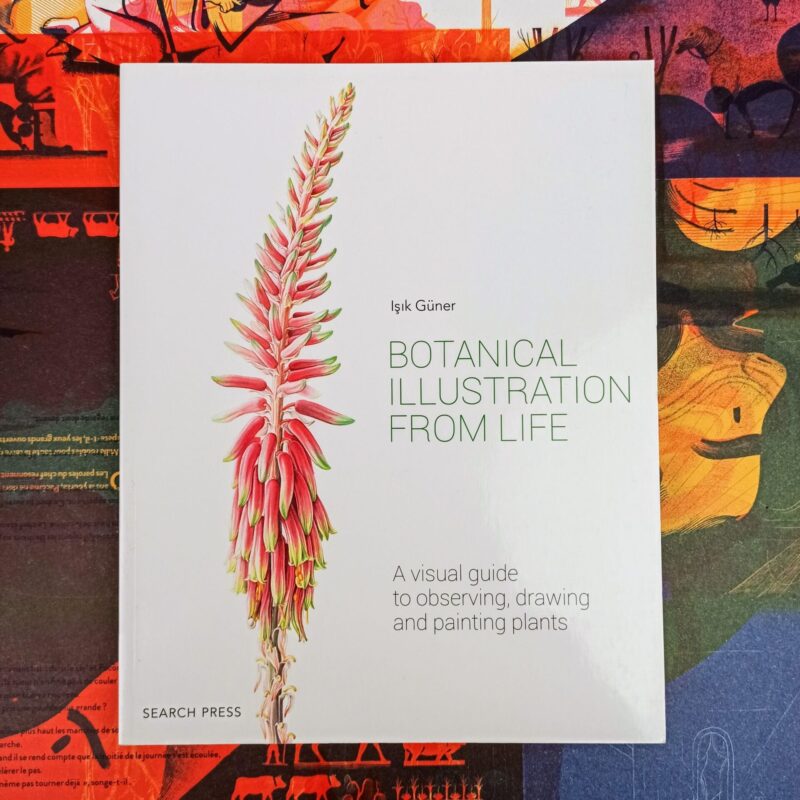 Botanical illustration from life