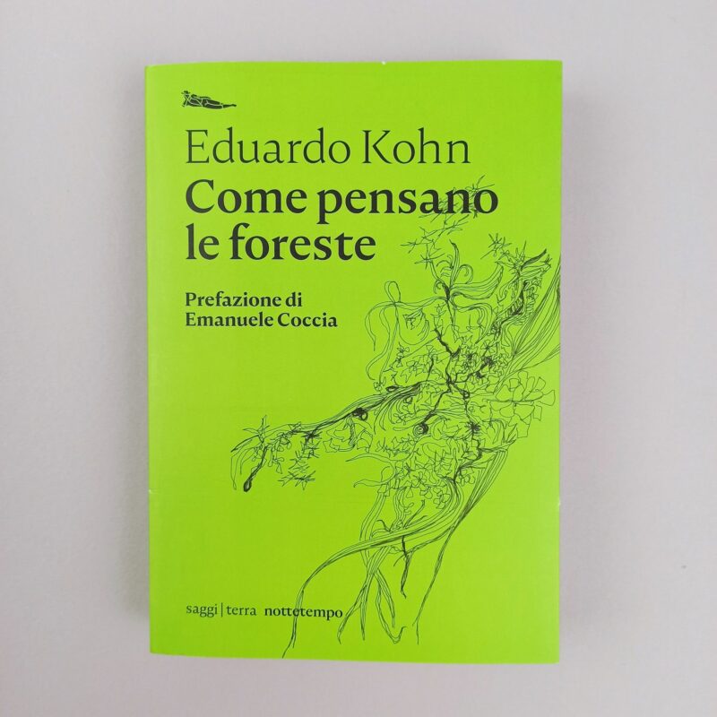 Come pensano le foreste