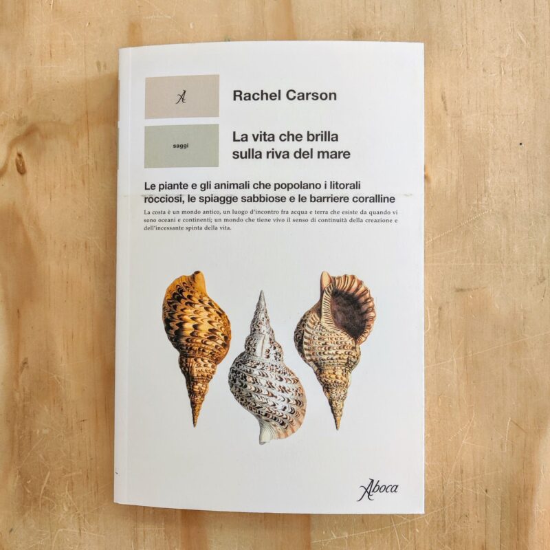 La vita che brilla sulla riva del mare
