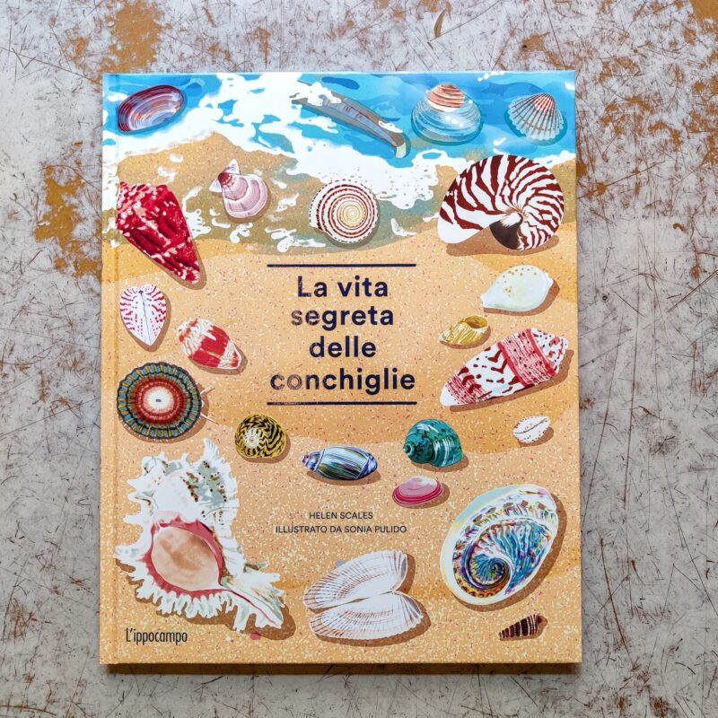 La vita segreta delle conchiglie