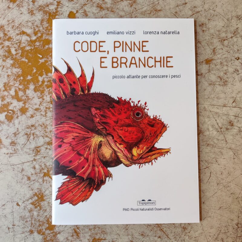 Code, pinne, branchie