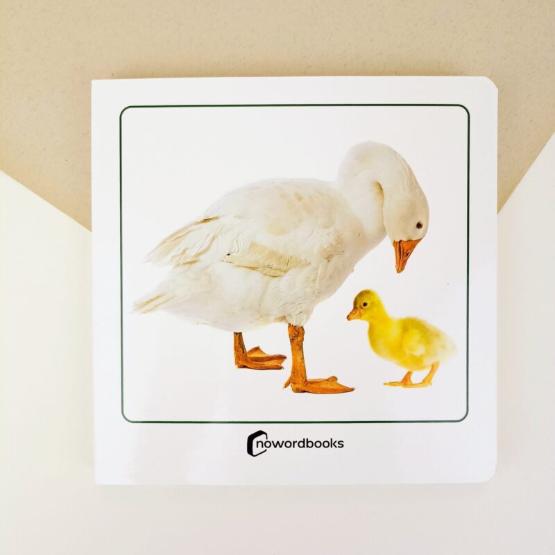 Animales domesticos y sus crìas