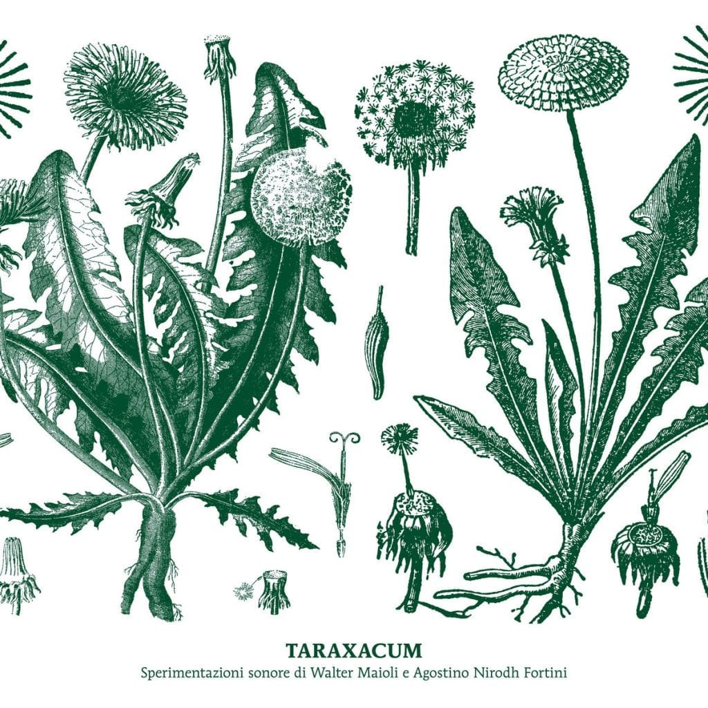 Walter Maioli e Nirodh Fortini / TARAXACUM