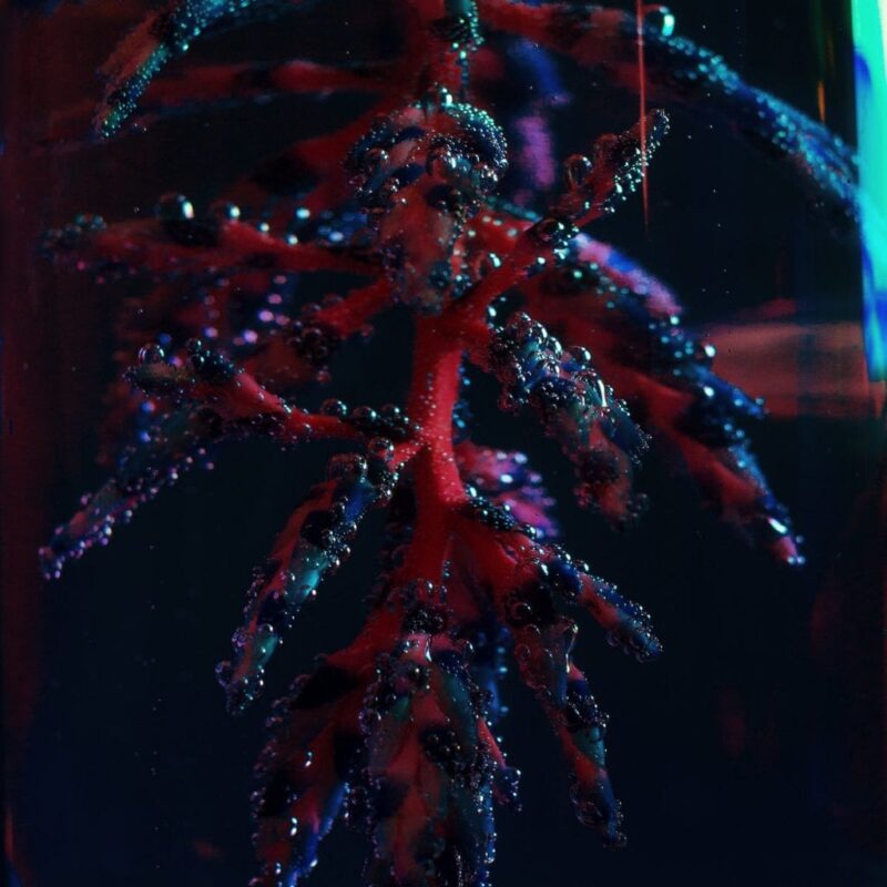 Objekt / COCOON CRUSH