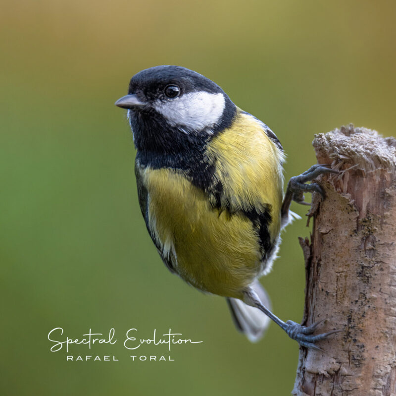 Rafael Toral / SPECTRAL EVOLUTION